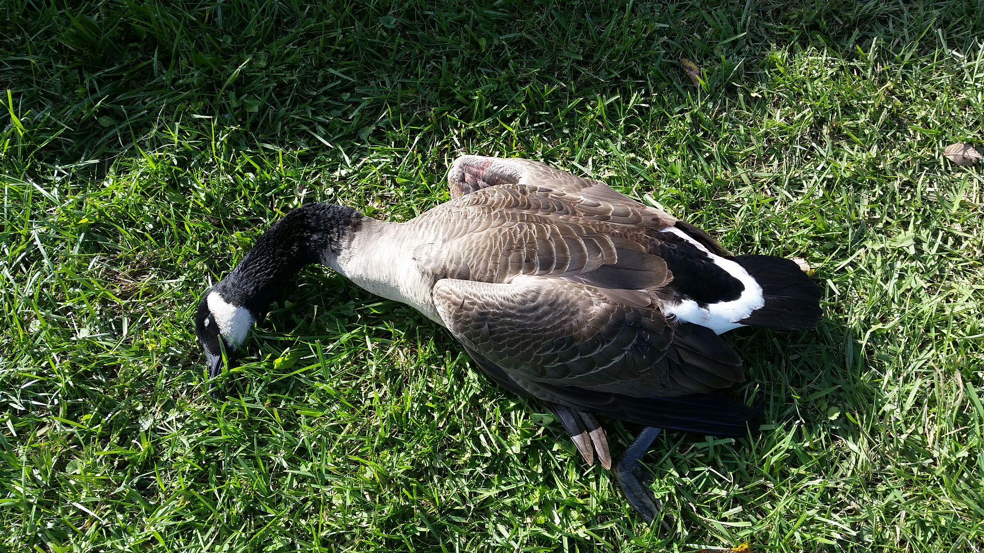 Waterfowl season 2016 HUNTING INDIANA
